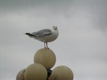 gull1.JPG