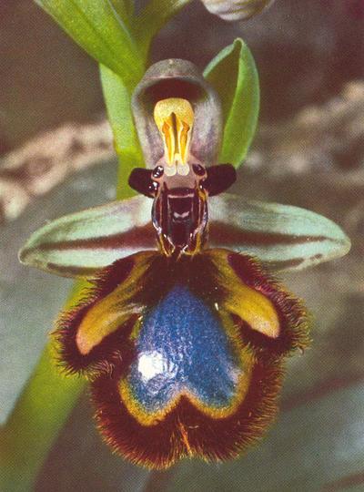 orchid.jpg