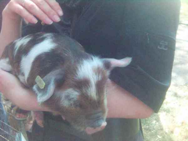 pigture-718955.jpg