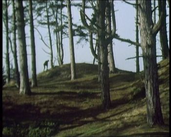 wooddig.jpg